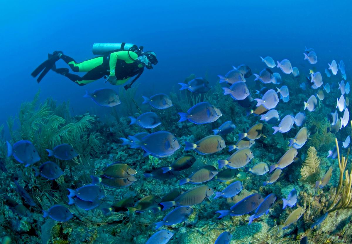 Caribbean Scuba Diving