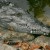 Everglades National Park Crocodile