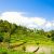 Green rice terraces on Bali
