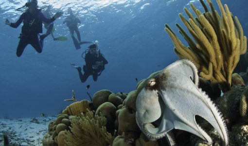 Caribbean Scuba Diving