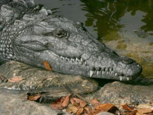 Everglades National Park Crocodile